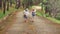 Two little sisters holding each other hands and running forward along the pine forest road on a sunny day.