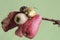 Two little snails are foraging on a branch of a pink Malay apple tree filled with fruit.