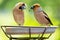 Two little songbirds sitting on a bird feeder. Hawfinch  Coccothraustes coccothraustes