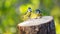 Two little songbirds sitting on the tree stump on green background. The blue tit  Parus caeruleus