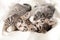 Two little striped playful kittens playing together on bed at home. Looking into the camera. Healthy adorable domestic