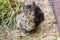 Two little striped scared homeless kittens sitting near the wall of house