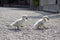 Two little swan children walking on stony path