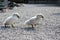 Two little swan children walking on stony path