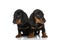 Two little teckel dachshund puppies looking both sides in studio