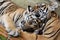 Two little tigers sleeping