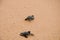 Two little turtles crawl along the sand on the ocean to the water. saving and stick animals in the Sea Turtles Conservation Resear