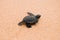 Two little turtles crawl along the sand on the ocean to the water. saving and stick animals in the Sea Turtles Conservation Resear