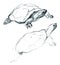 Two little turtles pencil artistic sketch