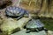 Two little turtles rest on a stone in the zoo