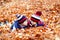 Two little twin boys lying in autumn leaves in colorful clothing. Happy siblings kids having fun in autumn forest or