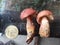 Two little unusual red mushroom in wood