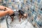 Two little wet cute and beautiful purebred Yorkshire Terrier dogs bath in the bathtub and washing fur selective focus