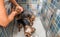 Two little wet cute and beautiful purebred Yorkshire Terrier dogs bath in the bathtub and washing fur selective focus