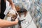 Two little wet cute and beautiful purebred Yorkshire Terrier dogs in the bathtub bathing and washing selective focus