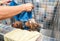 Two little wet cute and beautiful purebred Yorkshire Terrier dogs in the bathtub bathing and washing selective focus