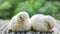 Two little white chickens are sleeping and waking up funny