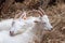 Two little white goats lying on hay, cuddling up to themselves on a farm, family goes first