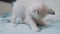 Two little white kitty kittens play fighting on the bed funny video. lifestyle white cats two kitten playing sleeps bite