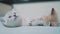 Two little white kitty kittens play fighting on the bed funny video. white cats lifestyle two kitten playing sleeps bite