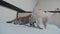 Two little white kitty kittens play fighting on the bed funny video. white cats two kitten playing sleeps bite each