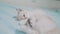 Two little white kitty kittens play fighting lifestyle on the bed funny video. white cats two kitten playing sleeps bite