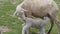 Two little white lambs are eating their mother's milk. Sheared sheep mother feeds milk to her children