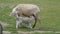 Two little white lambs are eating their mother's milk. Sheared sheep mother feeds milk to her children