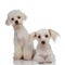 Two little white surprised bichon puppies