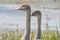 Two little white swans with fine fishing wireï¼Œcloseup