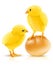 Two little yellow chicken with egg