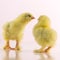 Two little yellow chicken on a white background. One chick tries to kiss another. A square picture.