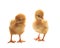 Two of little yellow kid chick standing on white