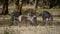 Two little zebra foals frolic and play in the acacia forest African reserve