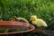 two littlebaby running ducks stands at a water bowl