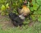 Two live bantam chickens free range