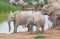 Two Lively Elephant Calves