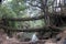 Two living root bridges stretch across a stream in