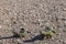 Two lizard lacertilia on stony desert, in the Sahara desert, Morocco