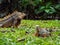 Two Lizard Staring on the Grass