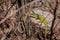 Two lizards bask in the sun on a stump