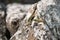 Two Lizards resting on a white rock