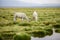 Two llamas in the Altiplano eating grass