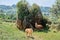 Two llamas looking at camera in Cabarceno Natural Park in Cantabria
