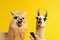 two llamas with a phone are laughing on a yellow background, Generative AI