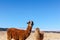 Two llamas standing side by side at Carachi Pampa Lagoon, Catamarca, Argentina