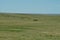 Two lone horses in the plains of New Mexico.