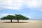 Two lone korean pines at famous Sondovon beach at North Kore