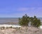 Two lone trees on sandy beach