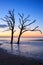 Two Lone Trees in Surf on Beach Edisto Island South Carolina